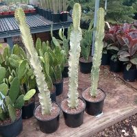 10" Euphorbia Ammak VAR