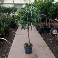 10" Ficus Alii Braid 4'