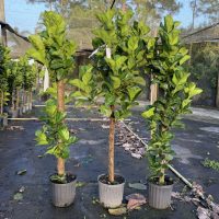 10" Ficus Little Fiddle Std / Character