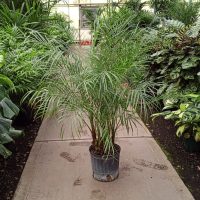 10" Palm Phoenix Roebeleniis Multi *SG