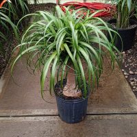 10" Palm Ponytail Stump Premium