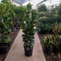 12" Ficus Bambino Column 4'