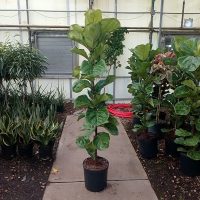 12" Ficus Lyrata Column 1ppp 5'