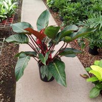 12" Philo Congo Rojo