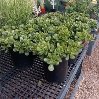 12"/5G Crassula Jade Regular Bush
