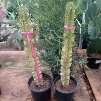 12"/5G Euphorbia Ammak VAR
