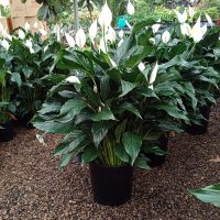 14" Spath with Spikes