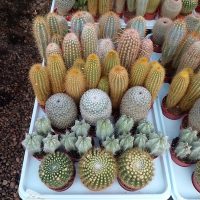 2.5" Cactus Asst