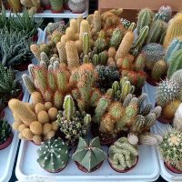 2.5" Cactus Asst Premium