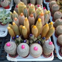 2.5" Cactus Asst w/ Straw Flower