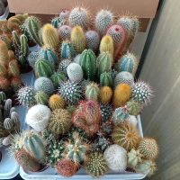 2.5" Cactus Combo