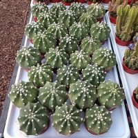 2.5" Cactus Domino