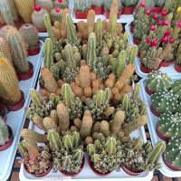 2.5" Cactus Fairy Castle / Lady Finger Asst