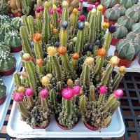 2.5" Cactus Fairy Castle w/ Straw Flower