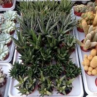 2.5" Haworthia Asst