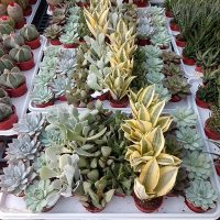 2.5" Succulent Asst Premium