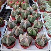 3.25" Cactus Bishop Cap