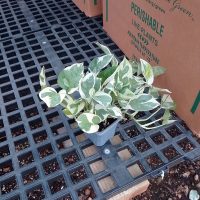 3" Pothos Pearls N Jade / N Joy