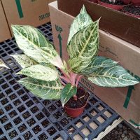 4" Ag Lucky Red