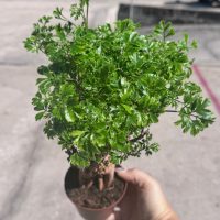 4" Aralia Snowflake Bonsai