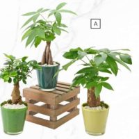 4.25" Lucky Bamboo in Horizon IV Sage Ceramic