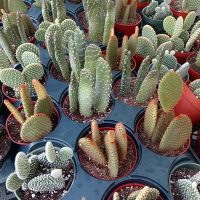 4" Cactus Opuntia Asst