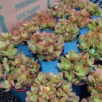 4" Crassula Jade Crosby