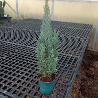 4" Ellwoodii False Cypress