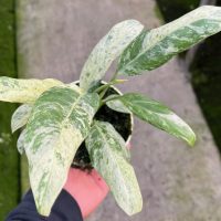 4" Epi Giganteum VAR