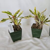 4" Euphorbia Crown of Thorns Peppermint Candy VAR