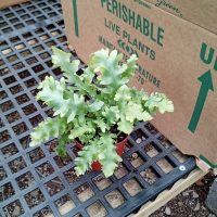 4" Fern Davana