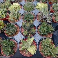 4" Gasteria Asst