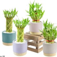 4.5" Lucky Bamboo Asst in Blush Ceramic