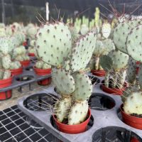 4" Cactus Opuntia Santa Rita