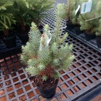 4" Stone Pine