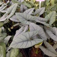 5.39" Alocasia Reginae (Silver Velvet)