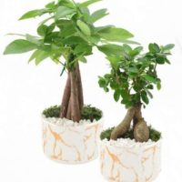 5.5" Bonsai Asst in White Marble Ceramic