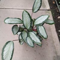 6" Calathea Picturata