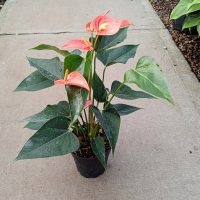 6" Anthurium Orange