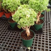 6" Aralia Parsley VAR Bonsai/Stump