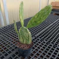 6" Cactus Opuntia Cochenillifera VAR