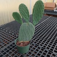 6" Cactus Opuntia Ficus-Indica