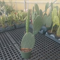 6" Cactus Opuntia Ficus-Indica