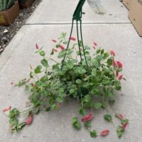 6" Acalypha Firetail Chenille HB