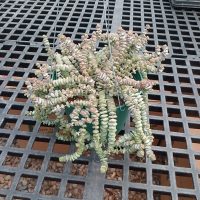 6" Crassula Baby's Necklace