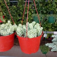 6" Donkey Tail HB