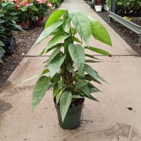 6" Epi Cebu Blue Totem