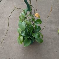 6" Hoya Quinquenervia HB