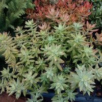 6" Sedum Asst