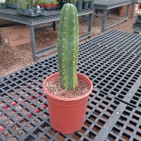 6"/1G Cactus Trichocereus San Pedro